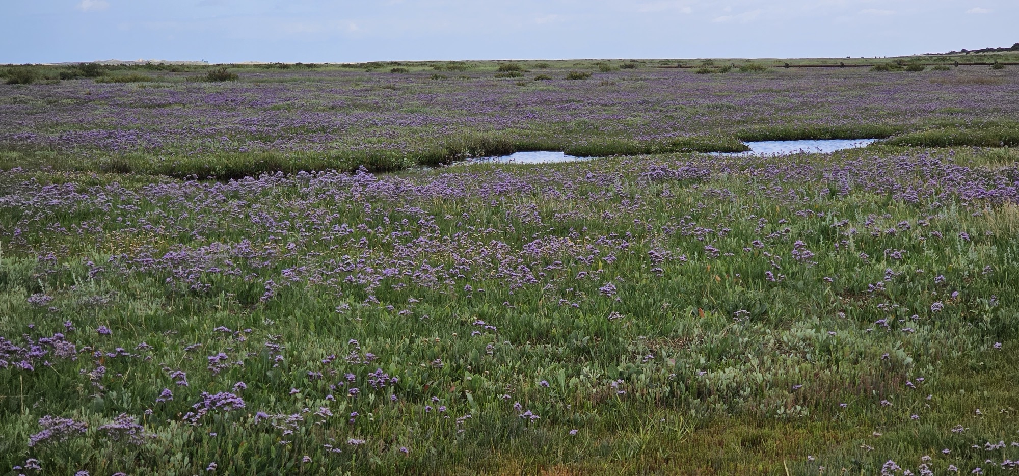 Sea lavender in bloom across the salt marsh at High Sand Creek