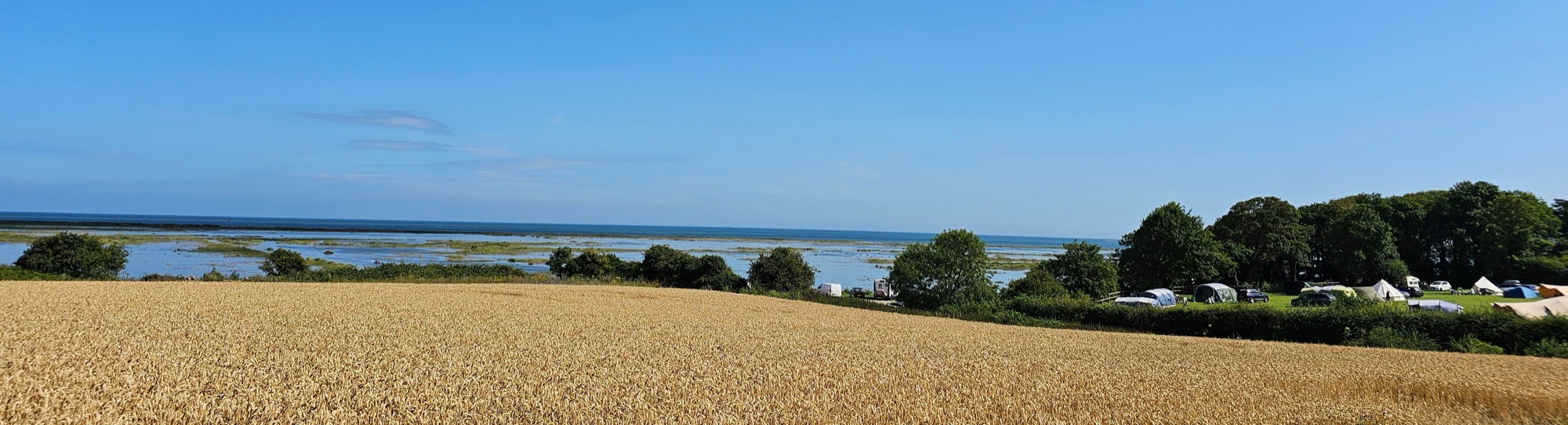 The site's own edge, wheat harvest